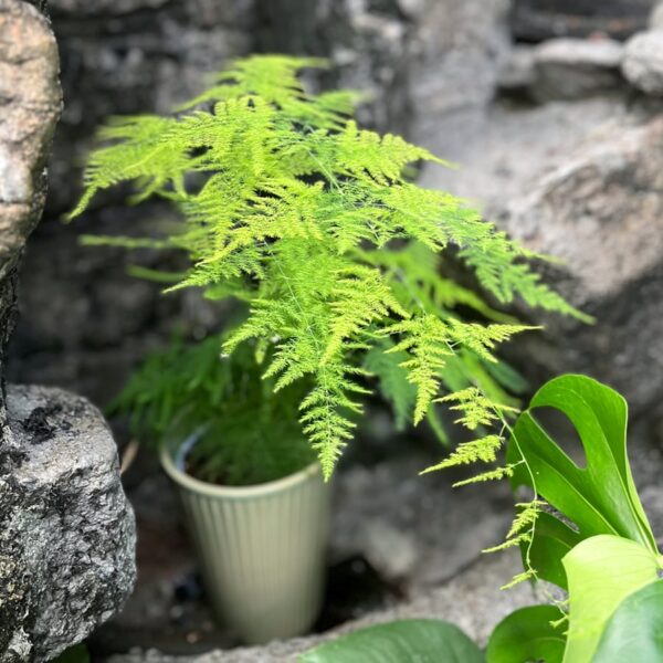 Asparagus setaceus 'Plumosus', vuxen planta