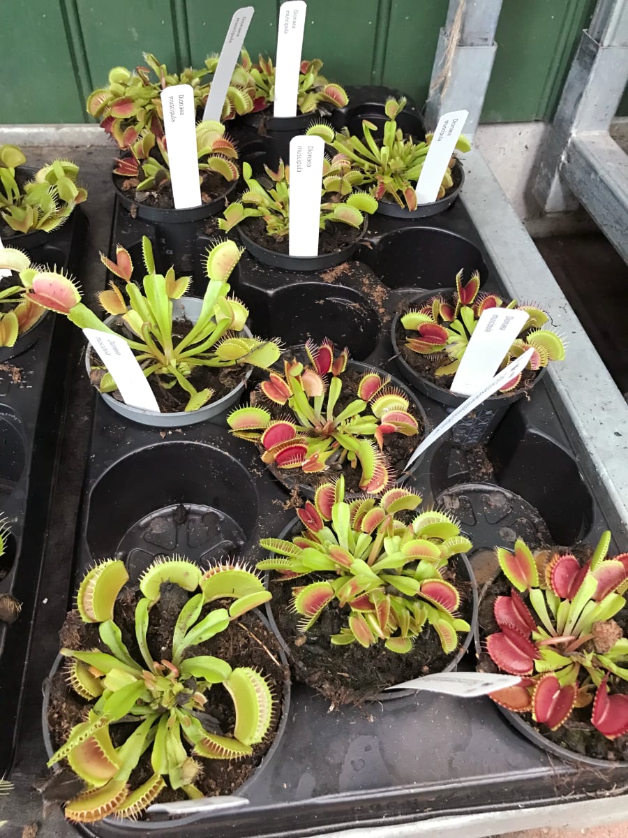 Dionaea muscipula, plantor