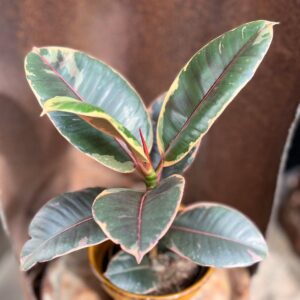 Ficus elastica 'Belize'