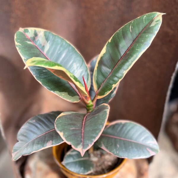 Ficus elastica 'Belize'
