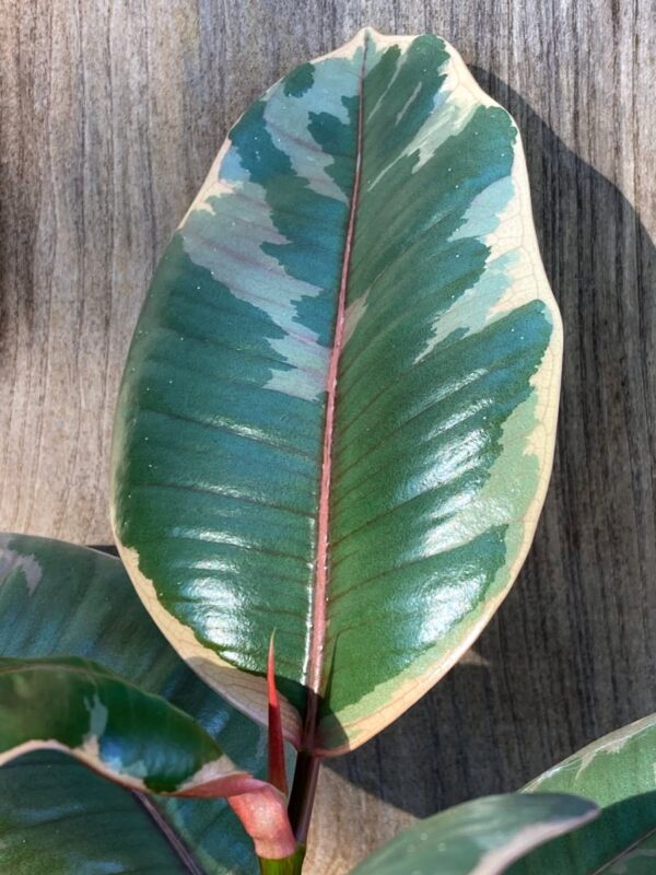 Ficus elastica 'Belize', blad