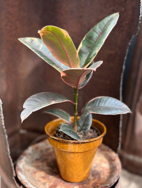 Ficus elastica 'Belize' - Bild 6