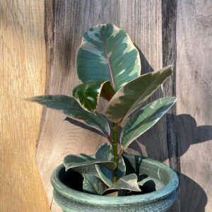 Ficus elastica 'Belize', vuxen planta