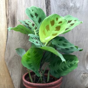 Maranta leuconeura 'Kerchoveana', vuxen planta