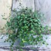 Muehlenbeckia axillaris, extra stor vuxen planta