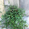 Muehlenbeckia axillaris, extra stor vuxen planta