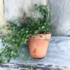 Muehlenbeckia axillaris, vuxen planta, sidvy