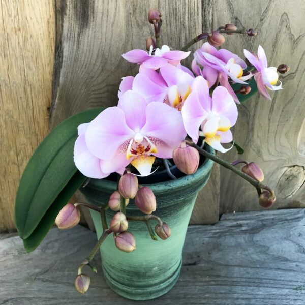 Phalaenopsis Geisha 'Purple Skies', i blom