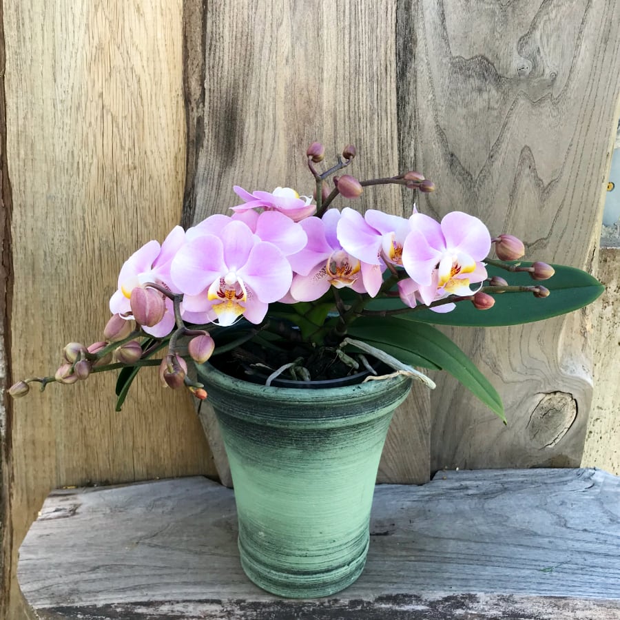 Phalaenopsis Geisha 'Purple Skies', i blom Phalaenopsis Geisha 'Purple Skies', i blom