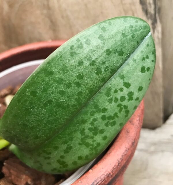 Phalaenopsis Veitchiana, blad