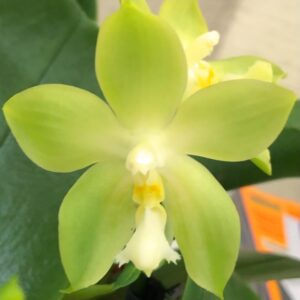 Phalaenopsis Yin's Green Jewel, blomma