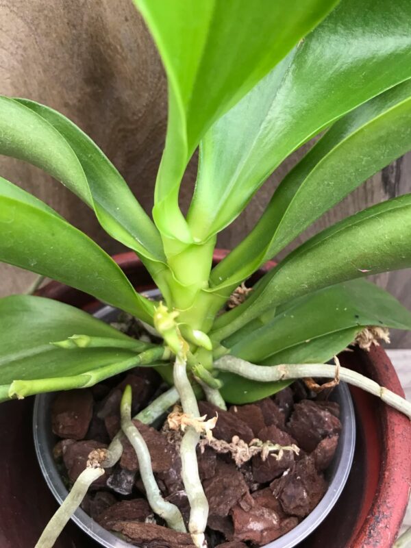 Phalaenopsis Yin's Green Jewel, detalj