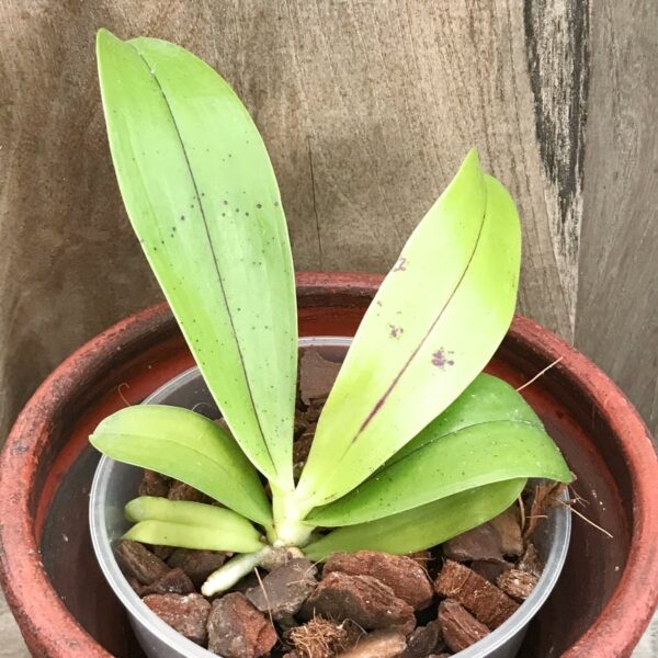 Phalaenopsis cornu cervi 'chattaladae', stor nog att blomma
