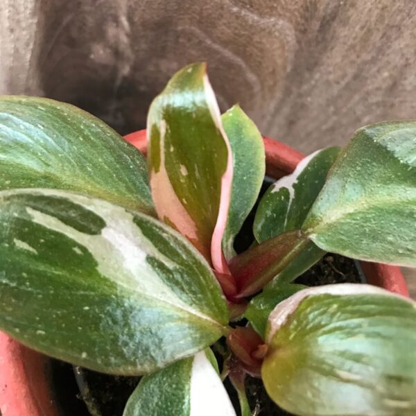 Philodendron Pink Princess, blad