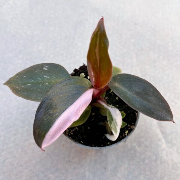 Philodendron Pink Princess, ung planta, uppifrån