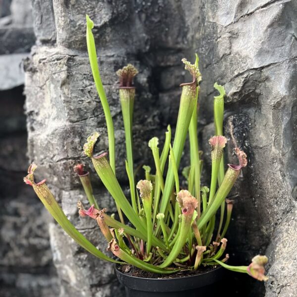 Sarracenia Mississippi, samlingsexemplar