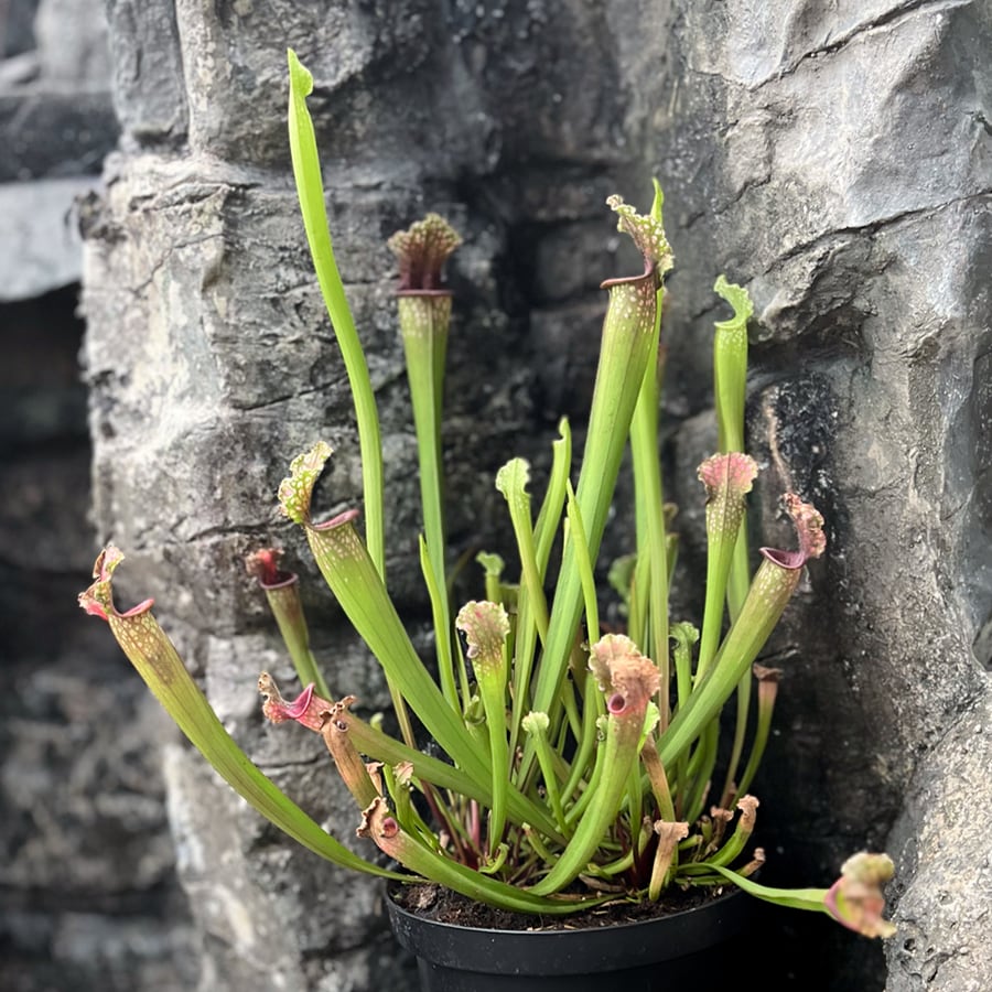 Sarracenia Mississippi, samlingsexemplar