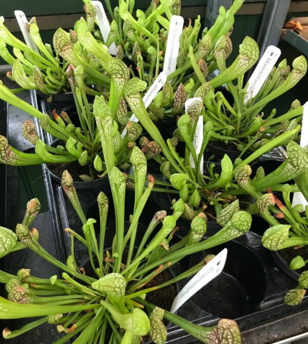 Sarracenia × wrigleyana, plantor
