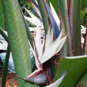 Strelitzia nicolai, blomma