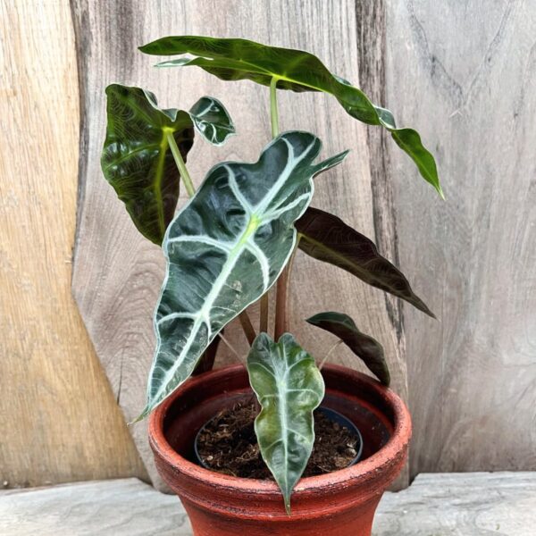 Alocasia × amazonica, vuxen planta