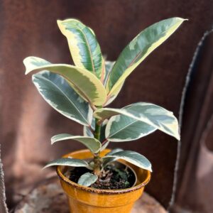 Ficus elastica 'Tineke', vuxen planta