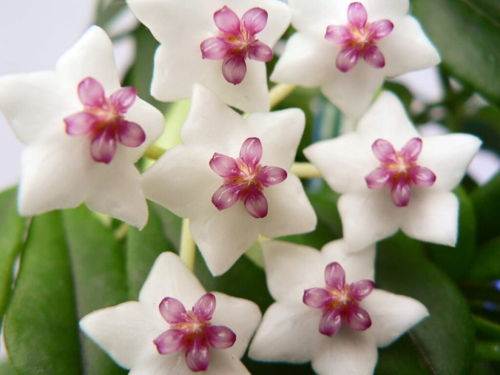 Hoya bella, blommor