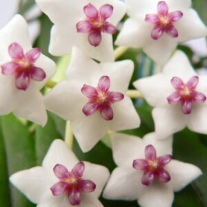 Hoya bella, blommor