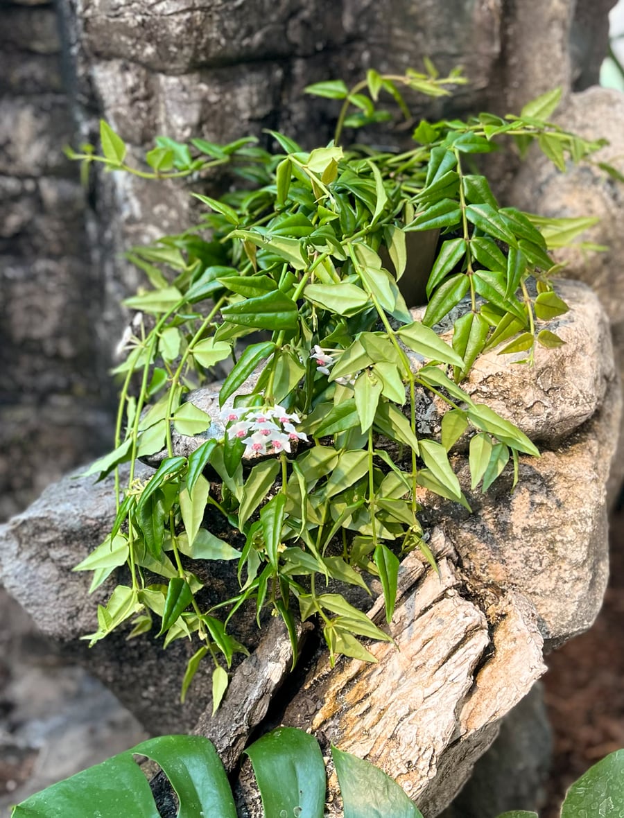 Hoya bella, blommande planta