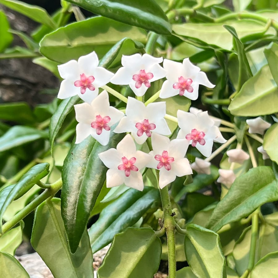 Hoya bella