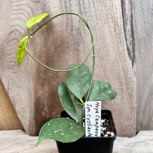 Hoya campanulata, stickling