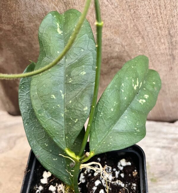 Hoya campanulata, stickling, detalj