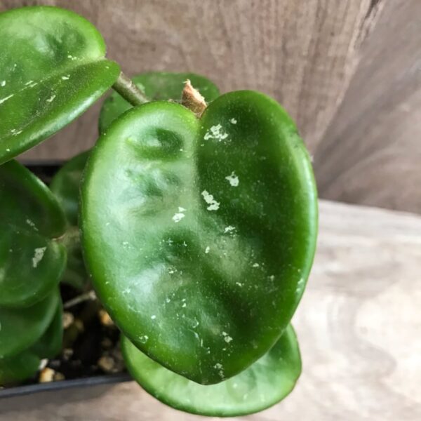 Hoya carnosa 'Krinkle 8', blad