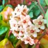 Hoya carnosa 'Krinkle 8'