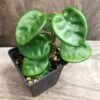 Hoya carnosa 'Krinkle 8', stickling