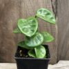 Hoya carnosa 'Krinkle 8', stickling