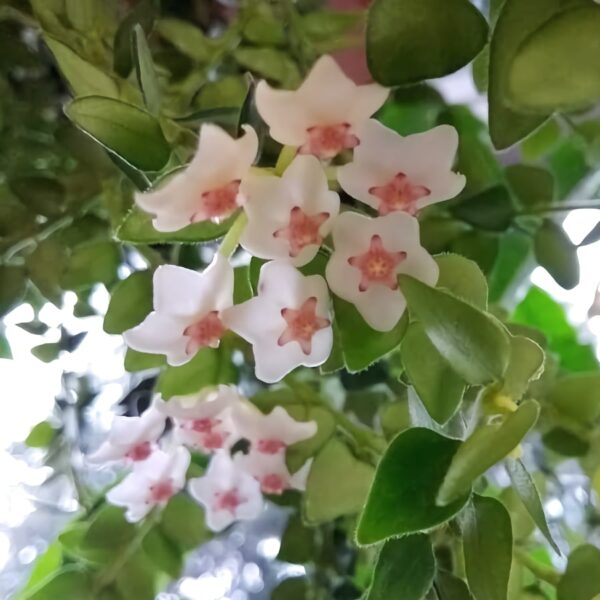 Hoya chinghungensis, blommor