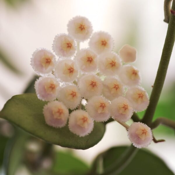 Hoya lacunosa, blommor