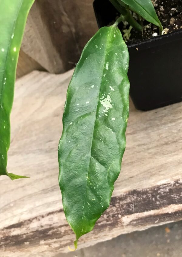 Hoya lockii, blad