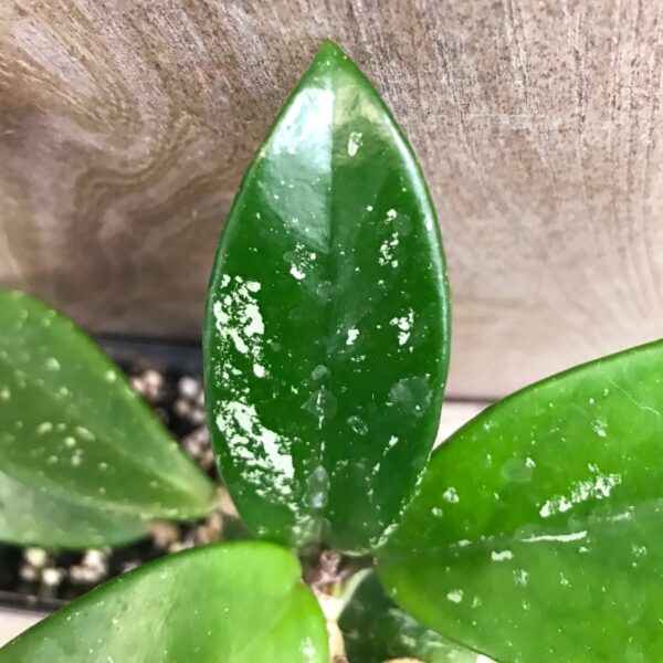 Hoya pubicalyx 'Fresno Beauty', blad