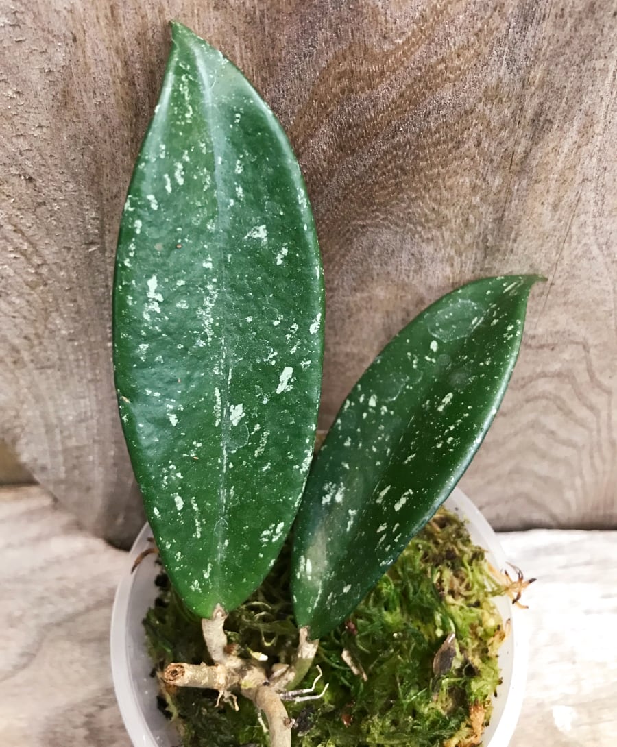 Hoya pubicalyx 'Royal Hawaiian Purple', blad