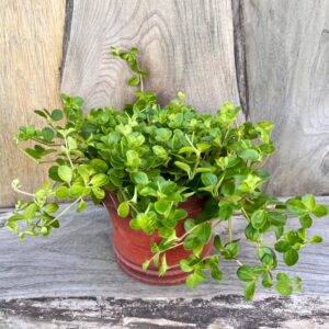 Peperomia rotundifolia, vuxen planta