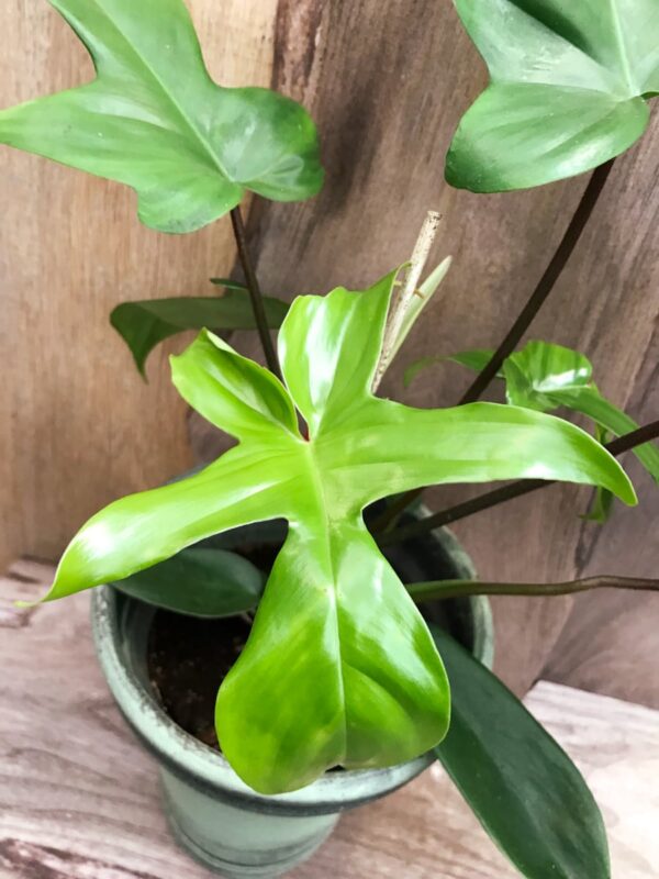 Philodendron Florida Green, blad