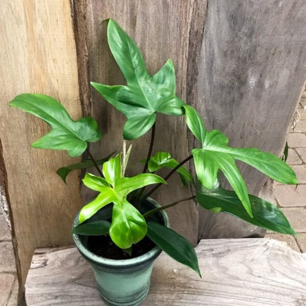 Philodendron Florida Green, vuxen planta