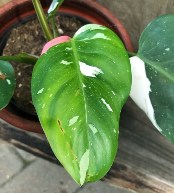 Philodendron White Princess 'Pink', blad