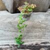 Senecio peregrinus, stickling