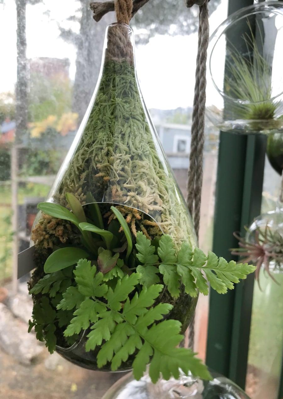 Svavande glasdroppe med orkidé, ormbunke och vitmossa