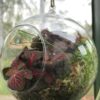 Svävande glasklot med Fittonia
