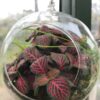 Svävande glasklot med Fittonia