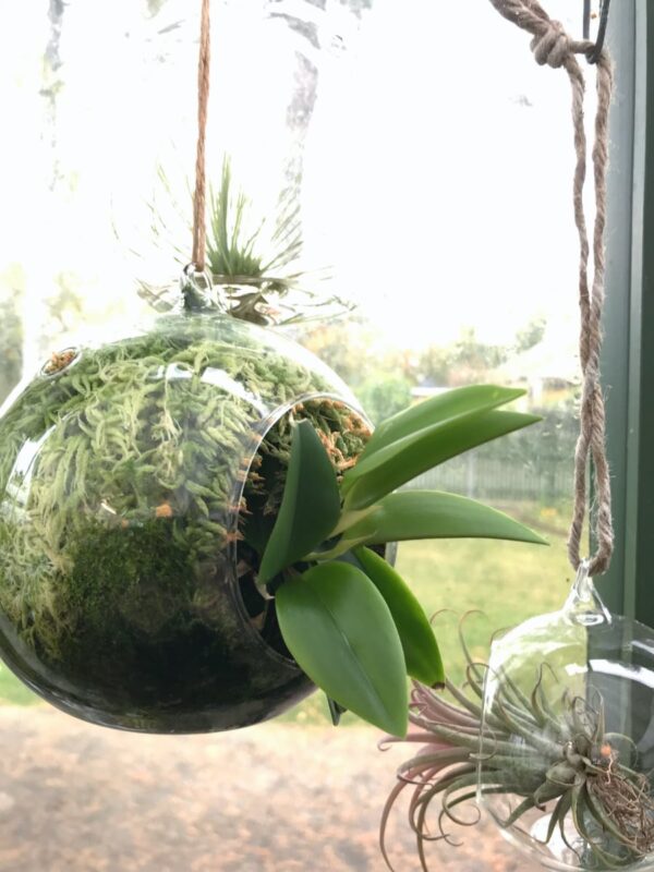Svävande glasklot med orkidé och vitmossa
