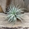Tillandsia Silver, vuxen planta